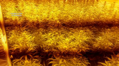 Desarticulado un grupo criminal que habia cometido 15 delitos en industrias y explotaciones agricolas