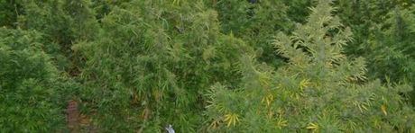 Desmantelan una plantación de cannabis en un grow-shop