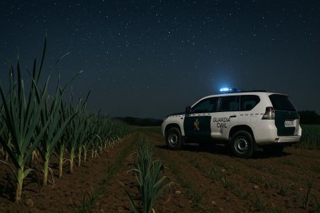 ASAJA Cuenca pide aumentar la vigilancia nocturna para evitar robos de ajo morado en el campo