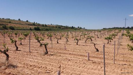 La Junta resolverá en los próximos días las ayudas directas para agricultores y ganaderos afectados por la sequía de 2023