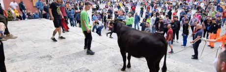 El Ayuntamiento de Cuenca contratará al menos 15 reses bravas para San Mateo 2025