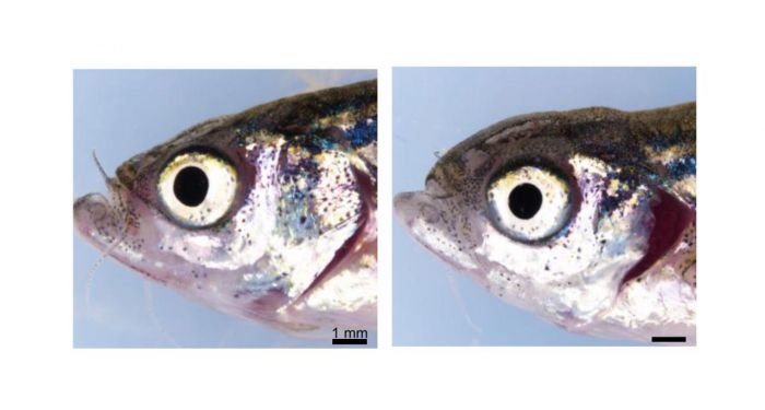 Investigadores de la UCLM desvelan la función de un gen clave en enfermedades genéticas oculares raras