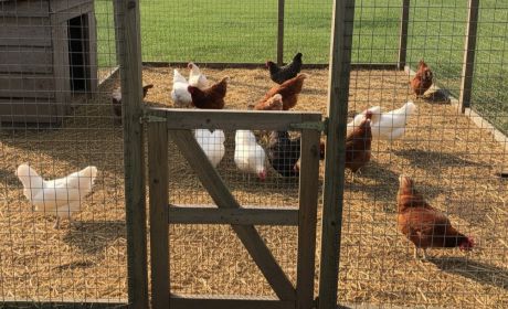 Medidas urgentes en la región: todas las aves de corral deberán permanecer confinadas