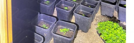 Detenido en Villar de Olalla un hombre implicado en cinco delitos, incluido cultivo de drogas