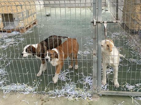 El Albergue Provincial de Animales de Cuenca cierra 2025 con aumento de adopciones y acogidas
