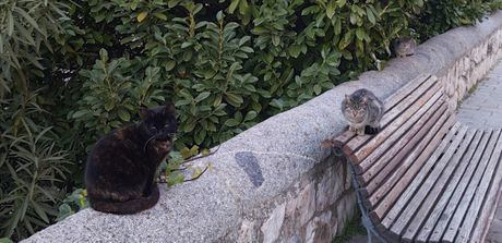 Cuenca en Marcha alerta de una situación “crítica e insostenible” en las colonias felinas de la ciudad