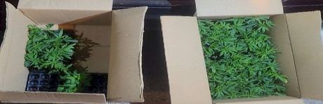 La ITV caducada destapa un cargamento de 133 plantas de marihuana