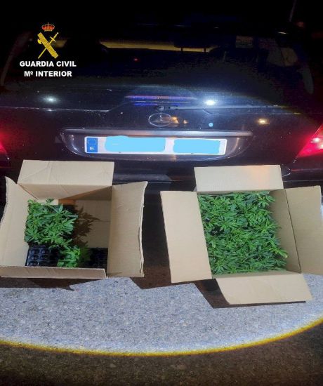 Transportaba 133 plantas de marihuana por la A-3 y acabó detenido en Huete