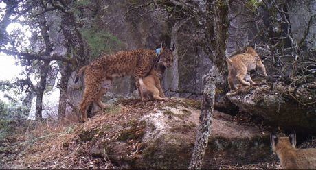 Imagen de archivo | Desarticulada una organización criminal tras la muerte a tiros de un lince ibérico en Cuenca