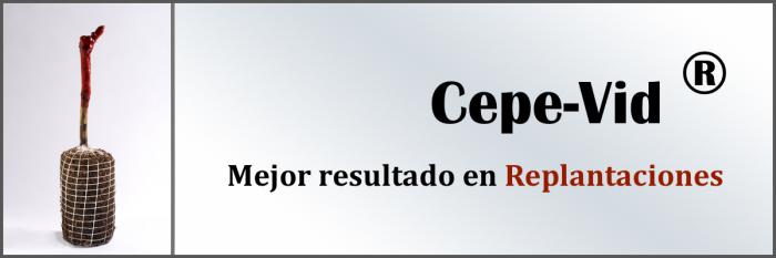 Obtenga el mejor resultado en replantaciones de viña con Cepe-Vid®