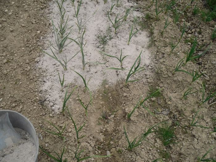 El cultivo del ajo azotado por las tormentas que dejan 500 hectáreas afectadas