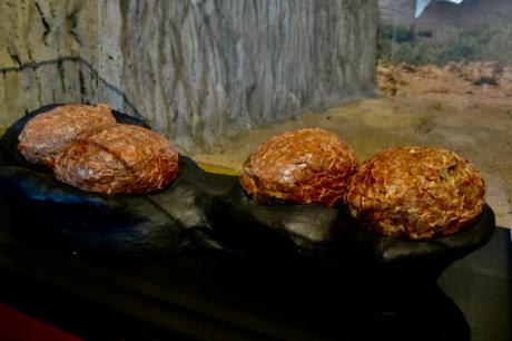 El Museo de Paleontología incorpora huevos de dinosaurio de 72 millones de años hallados en Guadalajara