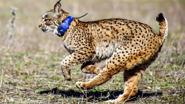 Medio Ambiente ha recibido más de 600 avisos desde el mes de enero para la recogida de especies amenazadas