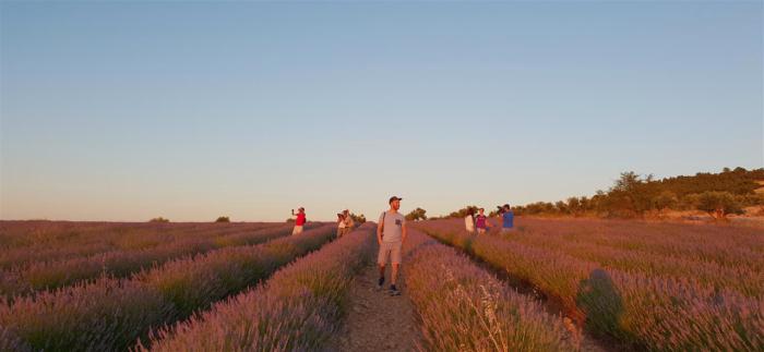 Del 4 al 31 de Julio de 2018 Cuenqueando organiza el LAVANDA`S TOUR