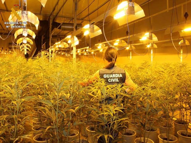 La Guardia Civil interviene más de 7.500 plantas de marihuana en dos operaciones desarrolladas en Zaragoza y Toledo