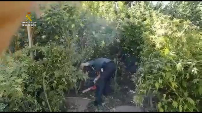 Se interviene cerca de una tonelada de marihuana en la provincia