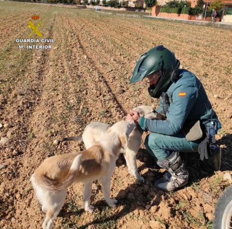 El SEPRONA denuncia ma&#769;s de 100 infracciones relacionadas con el bienestar animal y la proteccio&#769;n de los animales dome&#769;sticos