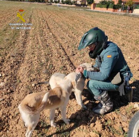 El SEPRONA denuncia ma&#769;s de 100 infracciones relacionadas con el bienestar animal y la proteccio&#769;n de los animales dome&#769;sticos