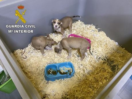 La Guardia Civil detiene a 5 miembros de una red dedicada a la venta de cachorros de perro enfermos