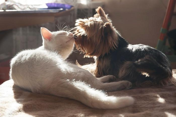 ¿Cuántos años viven, de media, los perros y gatos domésticos?