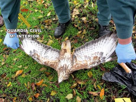 La Guardia Civil detiene a una persona por matar con veneno a dos ejemplares de águila.