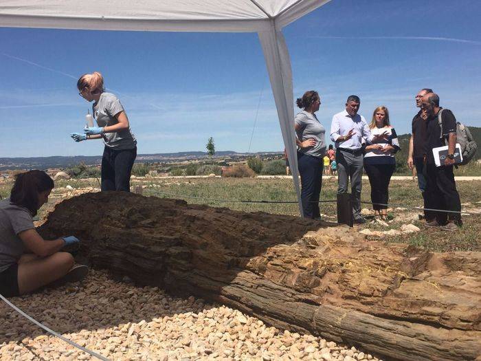 Concluye el tratamiento de conservación preventiva del tronco fósil de Landete que se expone en el Museo de Paleontología