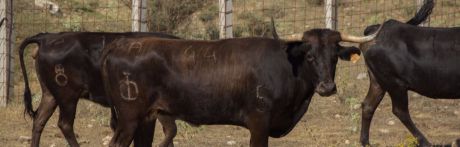 Seleccionadas las vacas para las fiestas de San Mateo