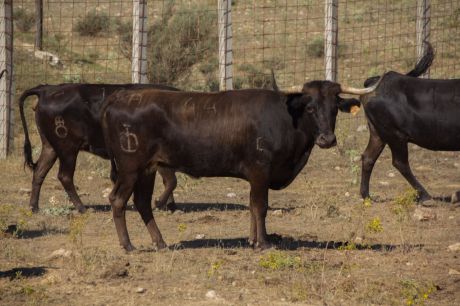 Seleccionadas las vacas para las fiestas de San Mateo