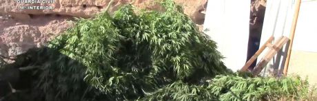 Localizada una plantación de marihuana e interviene medio millar de plantas de cannabis sativa