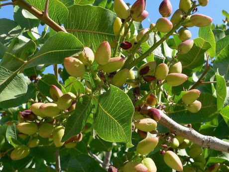 Se triplican las hectáreas de cultivo de pistacho en el último año en Cuenca