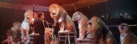 Izquierda Unida presentará una moción para declarar Cuenca libre de circos con animales