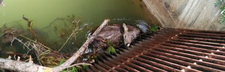 Aparecen animales muertos en el canal entre La Toba y Villalba de la Sierra