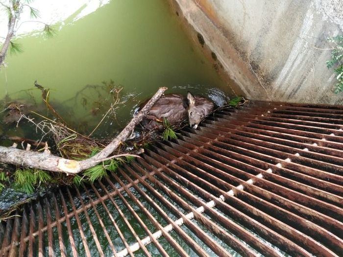 Aparecen animales muertos en el canal entre La Toba y Villalba de la Sierra