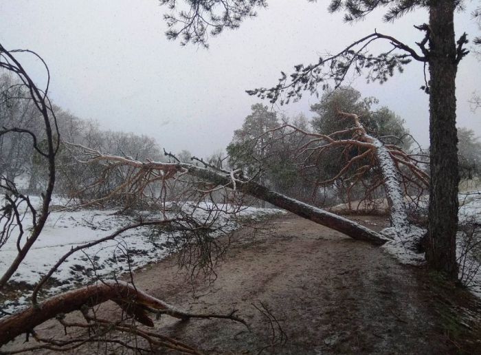 TRAGSA trabaja ya para paliar los efectos de la nevada de abril en la Serranía