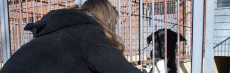 El Albergue Provincial de Animales ha entregado en adopción 55 perros en lo que llevamos de año