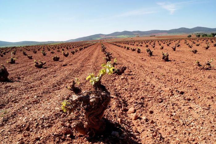 Castilla-La Mancha recibirá 35 millones de euros del reparto de fondos nacionales para la reestructuración y reconversión del viñedo