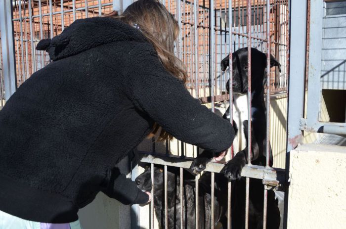 El Albergue Provincial de Animales ha entregado en adopción 55 perros en lo que llevamos de año