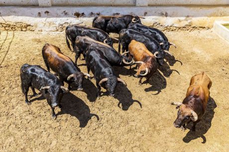 Ocho toros de José Vázquez para la Monstruo XXL de La Champions de Cuenca