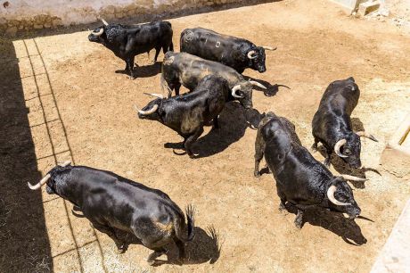 Dos toros de Román Sorando completan el encierro de Montalvo