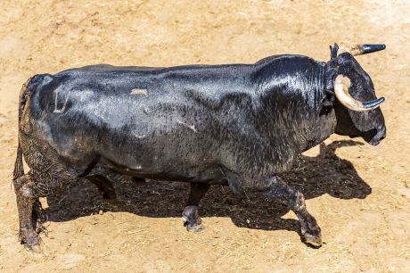 Fundador cierra la Feria de San Julián