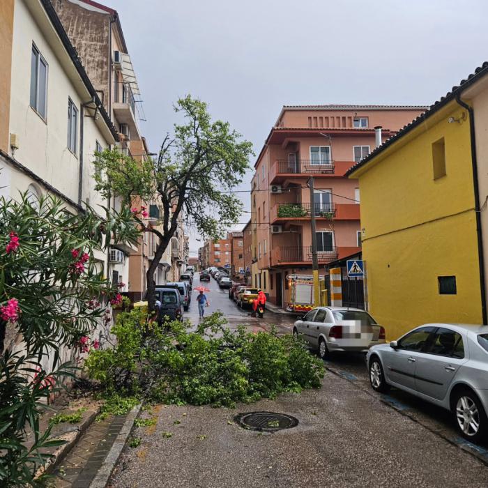 Arquetas desplazadas y árboles caídos, principales daños tras la tormenta del sábado