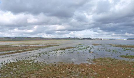 La Mancha Húmeda es el lugar de descanso de una de las aves más amenazadas del mundo