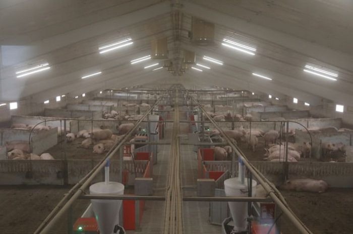 El Instituto Geológico estudiará los efectos de las granjas porcinas en la provincia