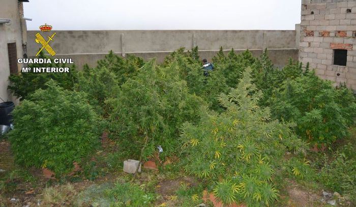 La Guardia Civil ha desarticulado un grupo criminal dedicado al cultivo de marihuana en varias fincas rústicas de Fernán Caballero y alrededores