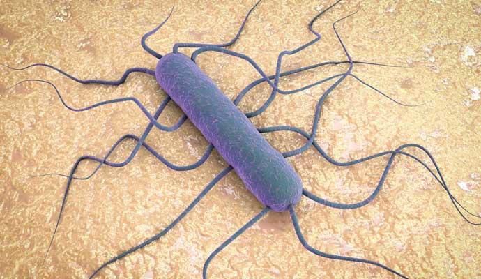 Ilustración de la bacteria listeria