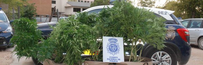 Detenido en la capital un vecino que cultivaba varias plantas de marihuana en la terraza de su casa