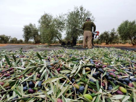 Mañana se ingresa en las cuentas de 14.000 agricultores y ganaderos cerca de 20 millones de euros de ayudas de la PAC