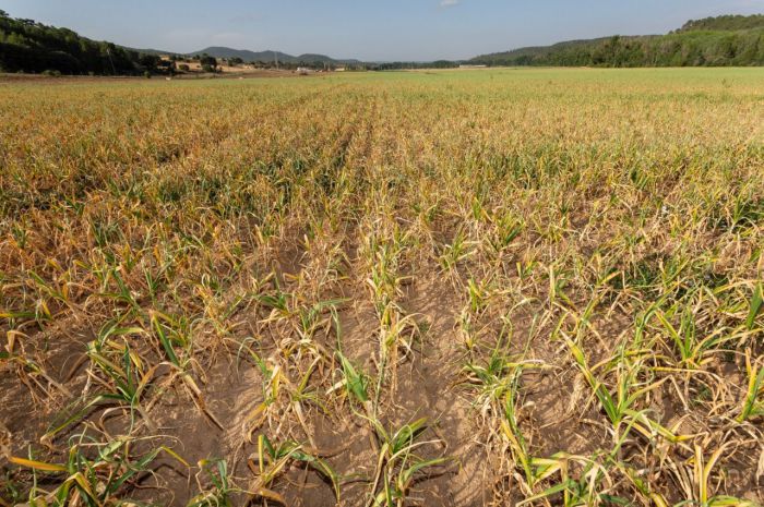 Los productores de ajo, preocupados por la falta de mano de obra para la campaña