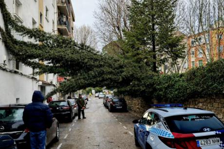 Los fuertes vientos provocan la caída de un árbol en la calle Pintor Adrián Moya