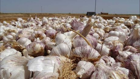 Cierra un almacén de ajos en Las Pedroñeras por 2 positivos COVID-19